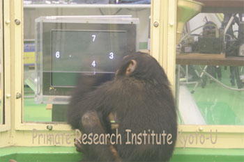 Ayumu (credit: Primate Research Institute Kyoto University)