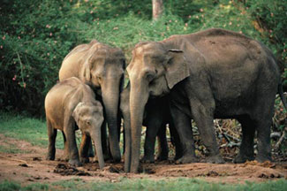 asian_elephant_sm