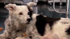 Chaser (credit: ABCNEWS.com)