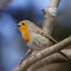 European Robin (from Wikipedia, credit: Ernst Vikne)
