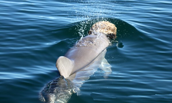 Dolphin Sponging (credit: Eric Patterson, Shark Bay Dolphin Project