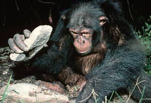 Chimp with Tool