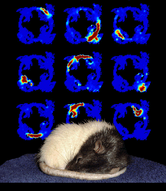 Rat dreaming (MIT image)