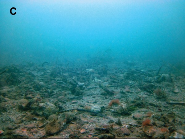 Seafloor (credit: Eric Patterson, Shark Bay Dolphin Project)