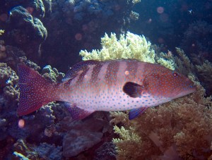 Grouper (from Wikipedia; credit: Jon Hanson)