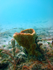 Basket Sponge (credit: Eric Patterson, Shark Bay Dolphin Project)