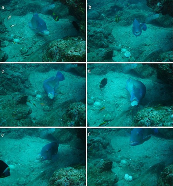 Tuskfish series (credit: Scott Gardner)