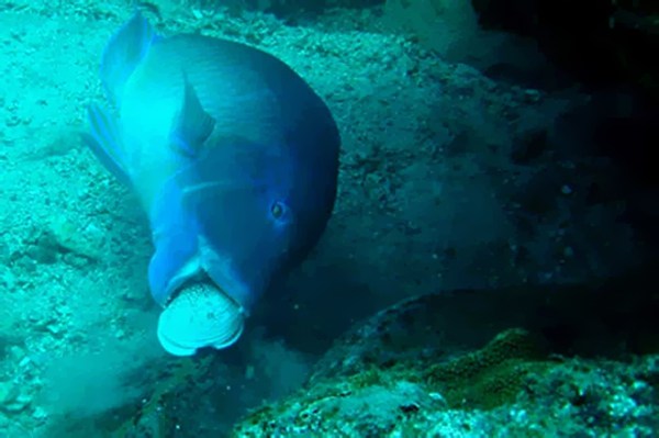 Tuskfish (credit: Scott Gardner)