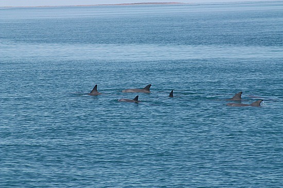 Male Dolphin Alliance