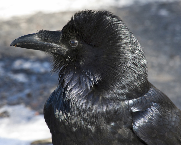 common-raven