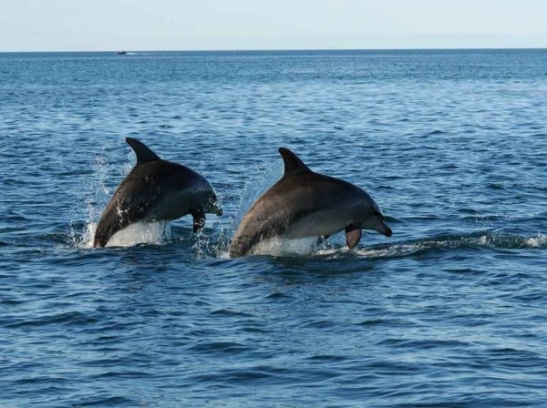 Dolphins