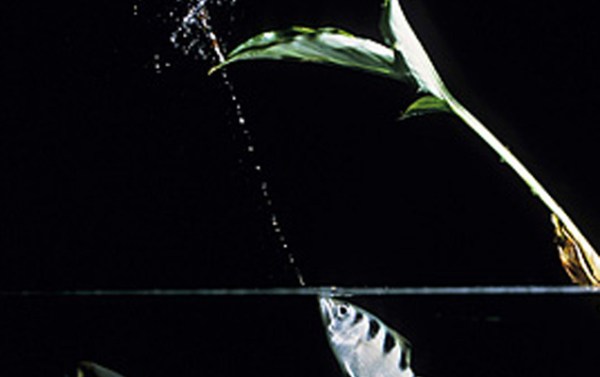 Archerfish