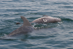 dolphin and calf
