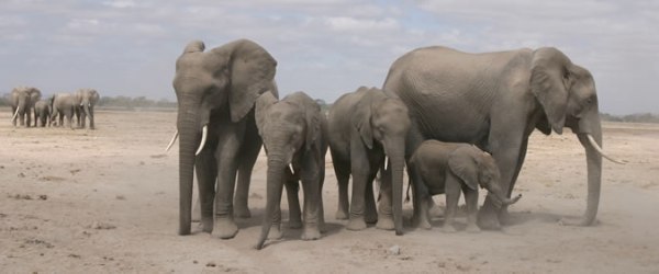 elephants