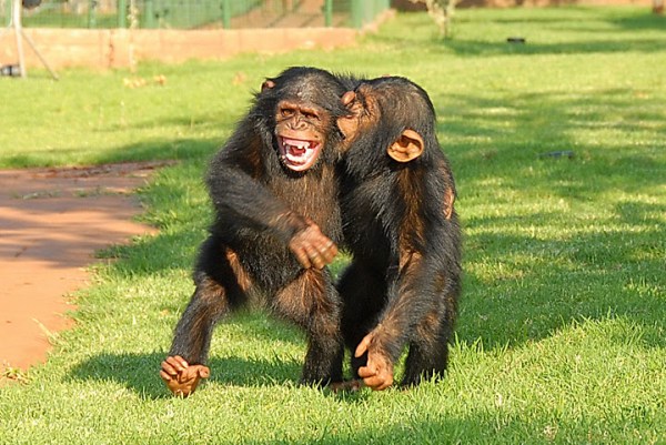 Chimps (Christa Saayman)