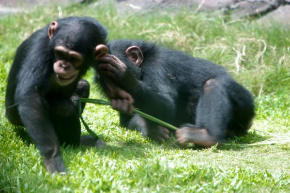 Chimps (David Eppstein)