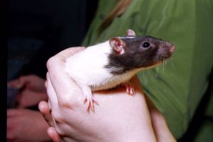 Rat1